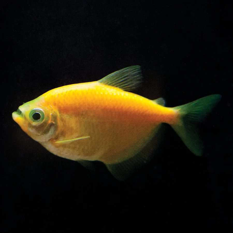 PetSmart GloFish Sunburst Orange Tetra - Bright Tropical Fish for Aquariums