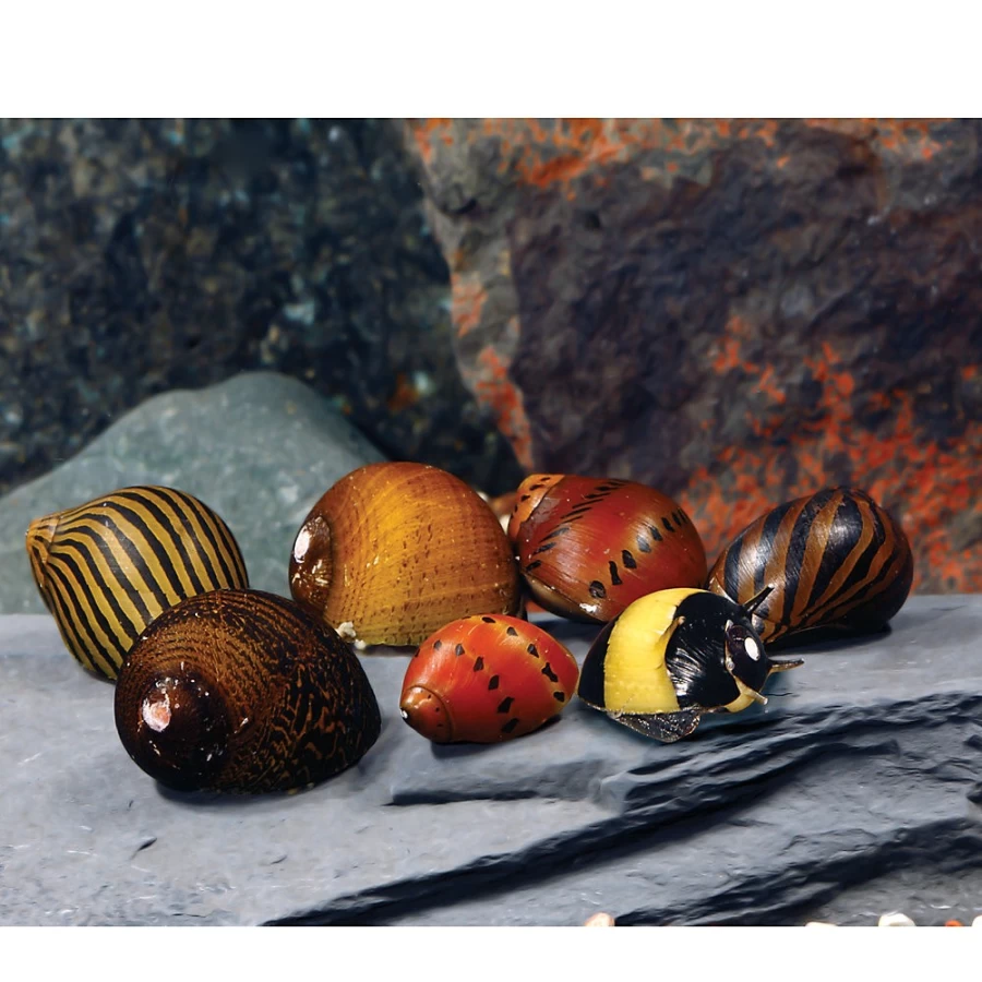PetSmart Live Aquatic Nerite Snails for Freshwater Aquariums – Natural Algae Eaters