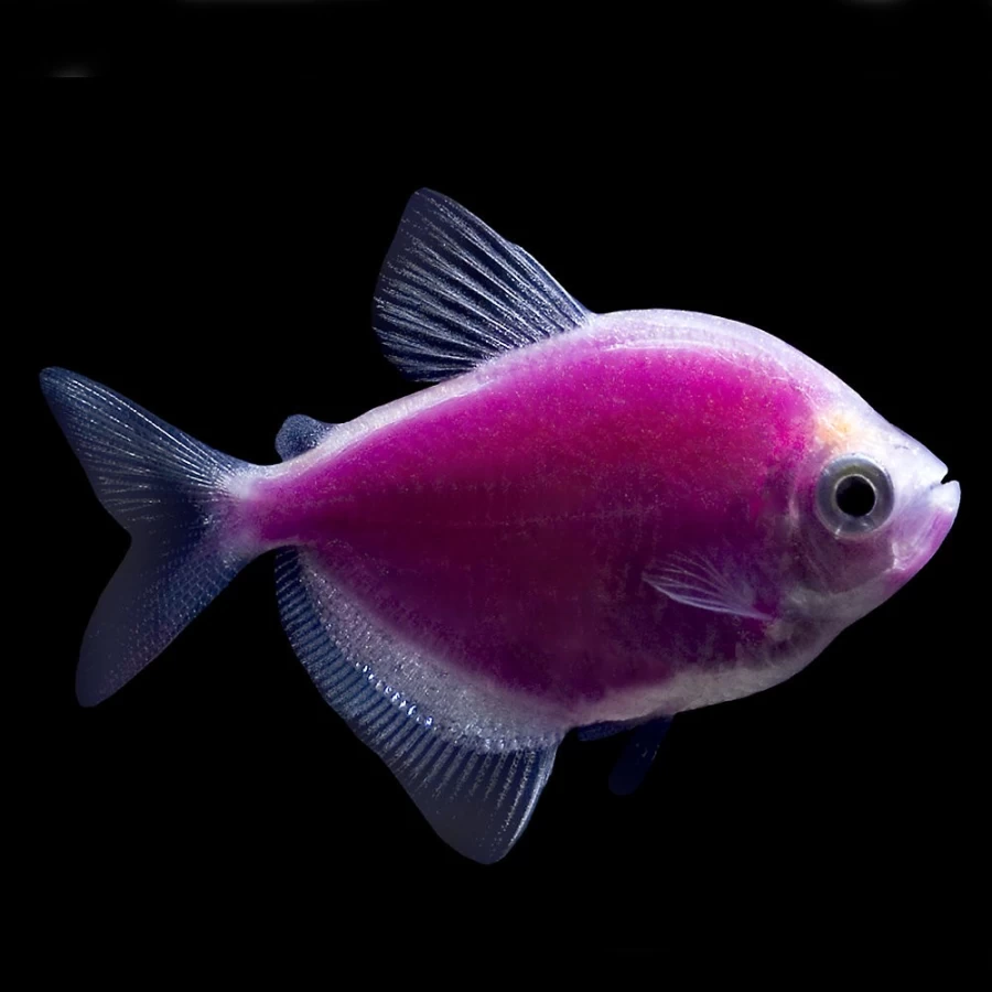 GloFish Galactic Purple Tetra | Fluorescent Fish for Aquarium | PetSmart