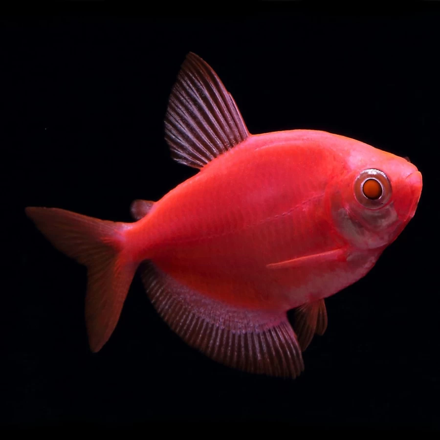 GloFish Starfire Red Tetra Tropical Fish for Aquarium - PetSmart Exclusive Bright Red Color