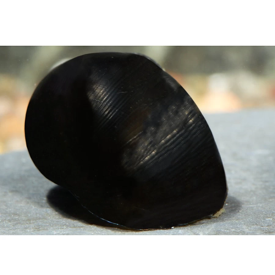 PetSmart Black Racer Nerite Snail - Freshwater Aquarium Cleaner & Algae Eater