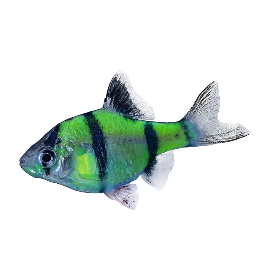 PetSmart GloFish Electric Green Barb - Bright Fluorescent Tropical Fish for Aquariums