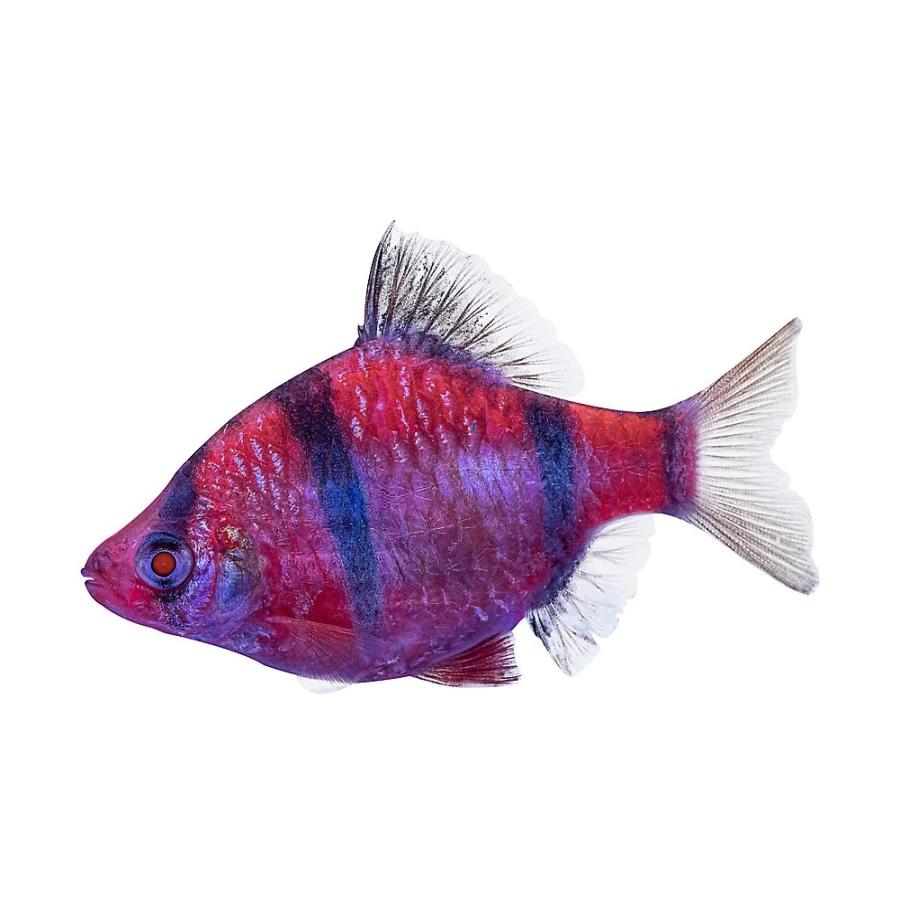 PetSmart GloFish Starfire Red Tiger Barb - Bright Red Transgenic Freshwater Fish for Aquariums