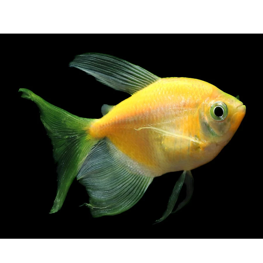 PetSmart GloFish Sunburst Orange Longfin Tetra - Vibrant Color Tropical Fish for Aquariums