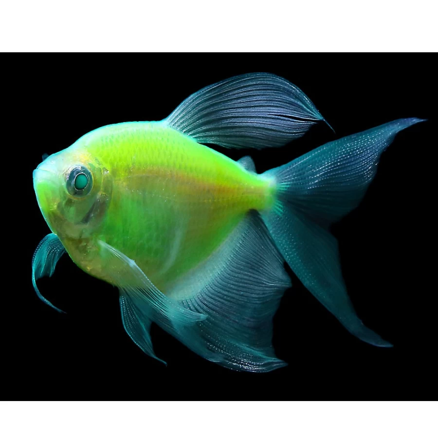 GloFish Electric Green Longfin Tetra - Vibrant Fluorescent Fish | PetSmart