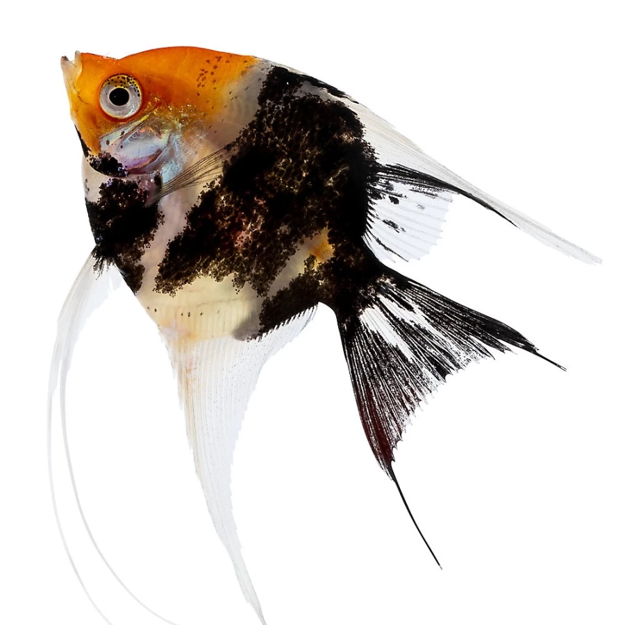 "PetSmart Premium Koi Angelfish – Vibrant Color Tropical Fish for Aquariums"