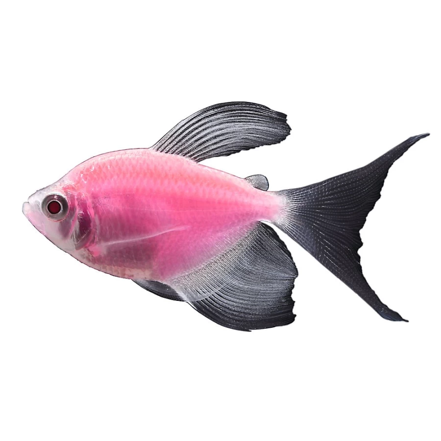 PetSmart GloFish Moonrise Pink Tetra - Vibrant Fluorescent Fish for Aquariums