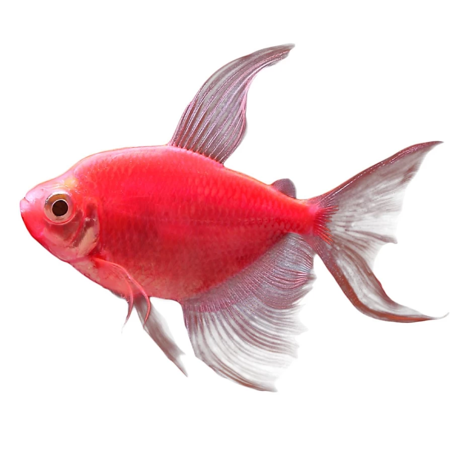 PetSmart GloFish Starfire Red Longfin Tetra - Vibrant Red Tropical Fish for Aquariums