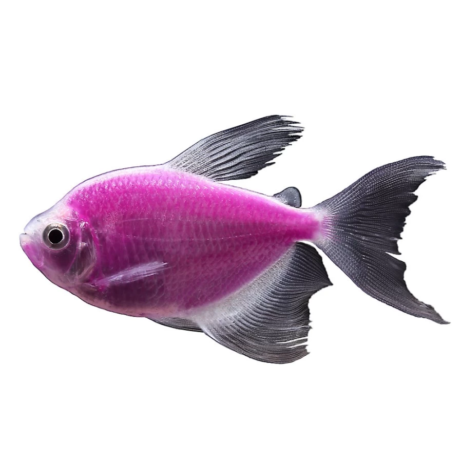 PetSmart GloFish Galactic Purple Longfin Tetra - Vibrant Color Tropical Fish for Aquariums