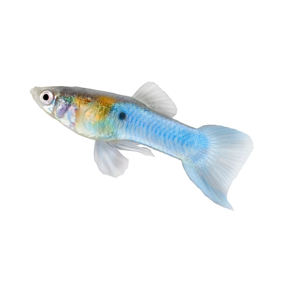 "PetSmart Blue Swordtail Guppy Male - Live Aquarium Fish for Tropical Tanks"