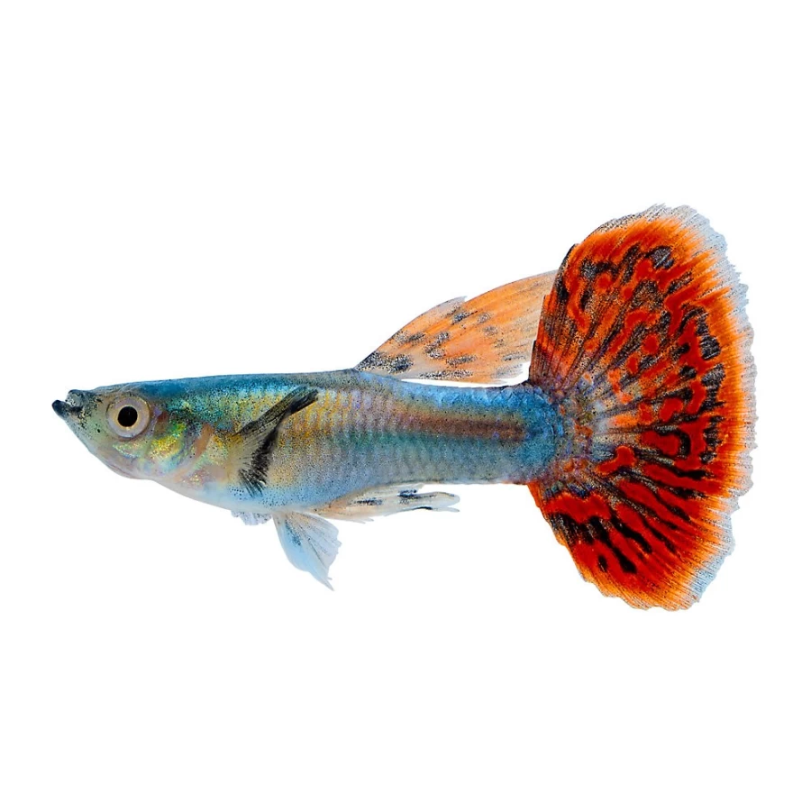 "PetSmart Male Mixed Dumbo Guppy - Vibrant Fancy Tail Tropical Fish for Aquariums"