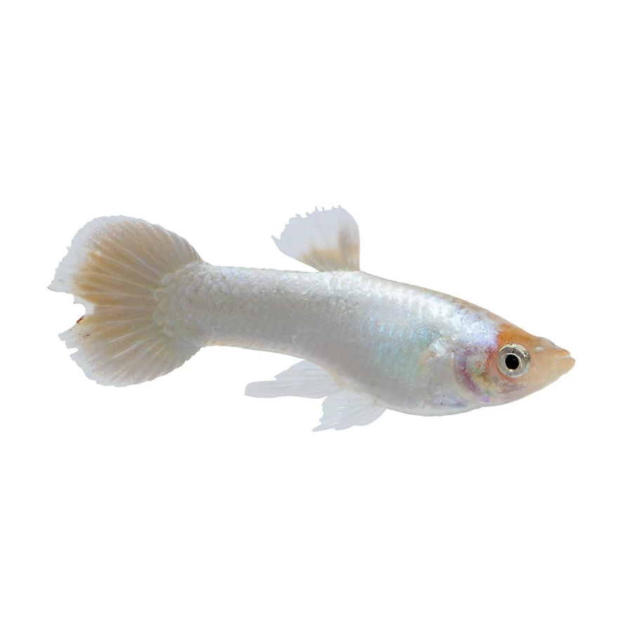 "PetSmart Premium Platinum Male Guppy - Vibrant Live Aquarium Fish"