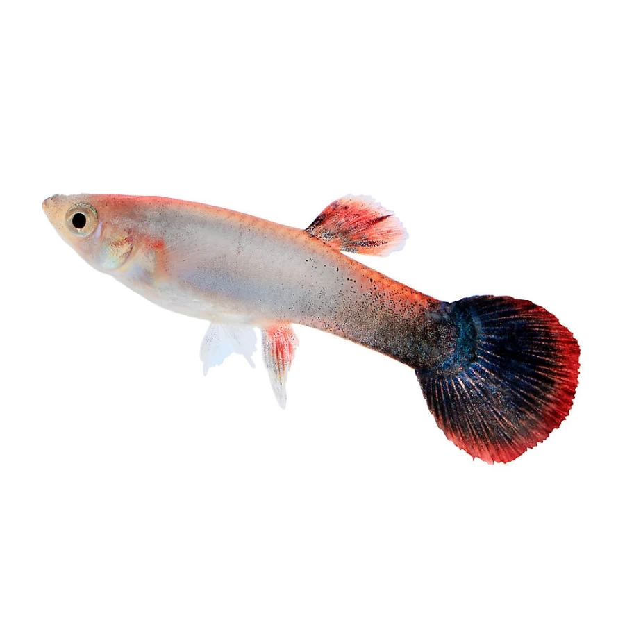 "PetSmart Premium Pink Tuxedo Guppy Male - Vibrant Color Live Aquarium Fish"