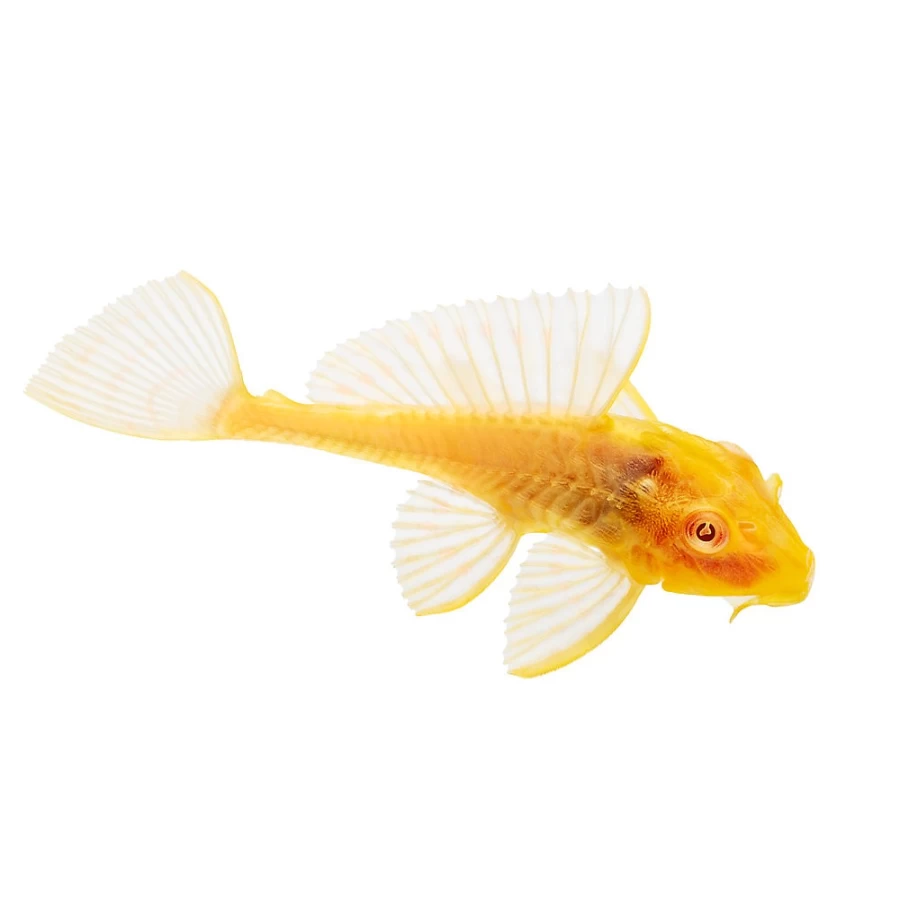 PetSmart Balloon Belly Ram - Inflatable Pet Toy for Dogs, Fun Chew & Play Balloon-Like Ram