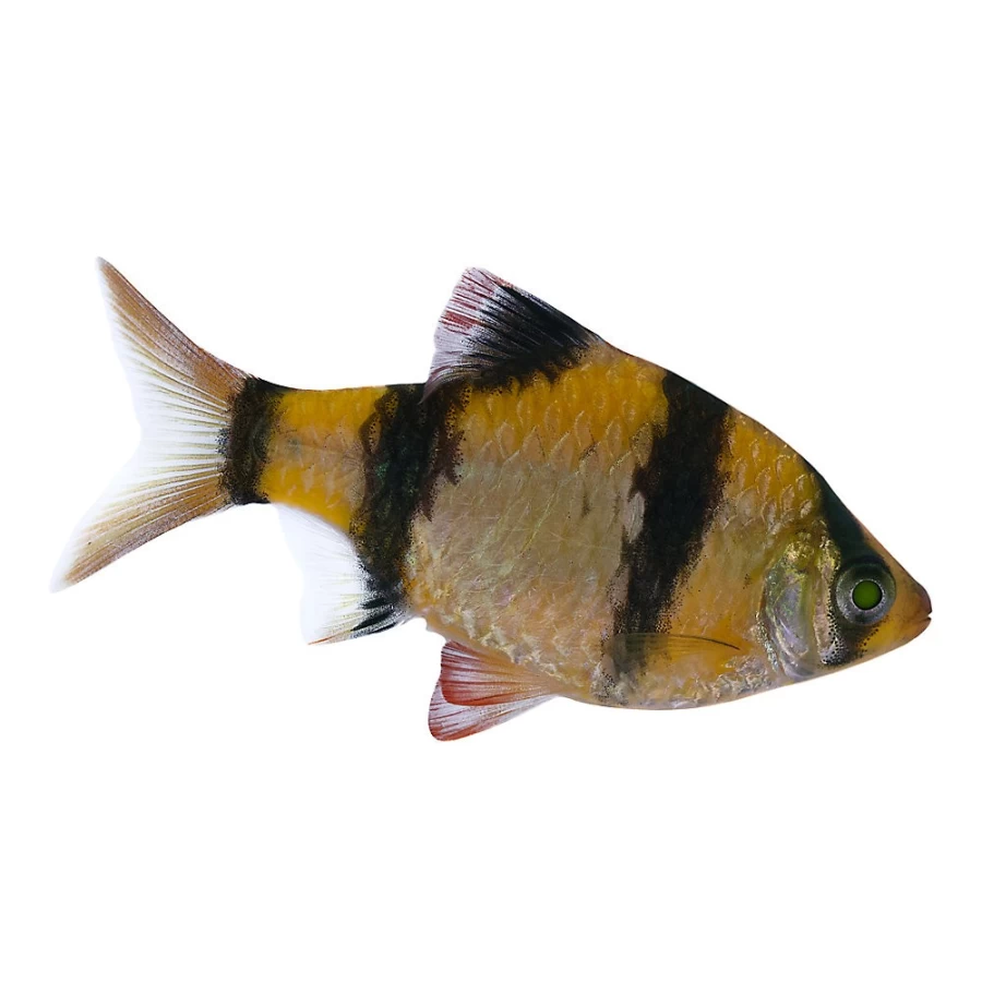PetSmart GloFish Orange Tiger Barb Tropical Freshwater Aquarium Fish - Short Fin
