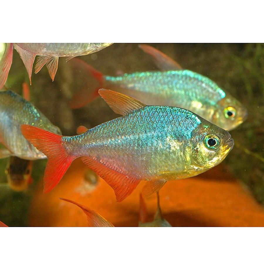 "PetSmart Red and Blue Colombian Tetra Tropical Fish for Aquariums"