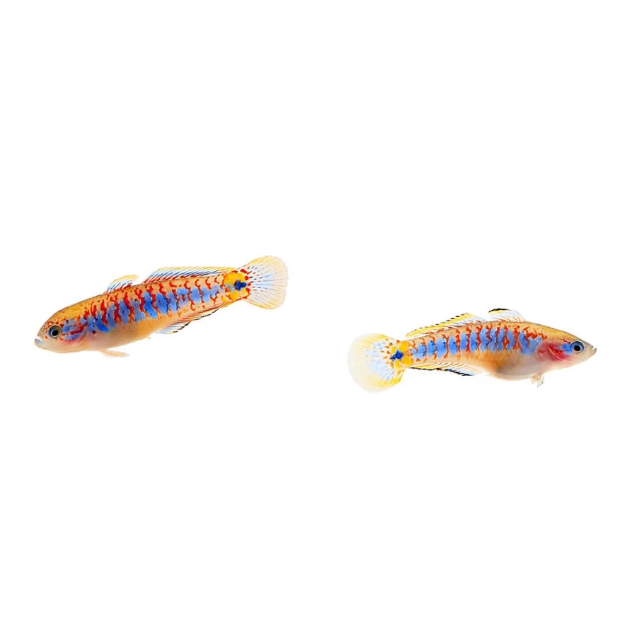 "PetSmart Peacock Gudgeon Fish - Live Aquatic Freshwater Species for Aquariums"