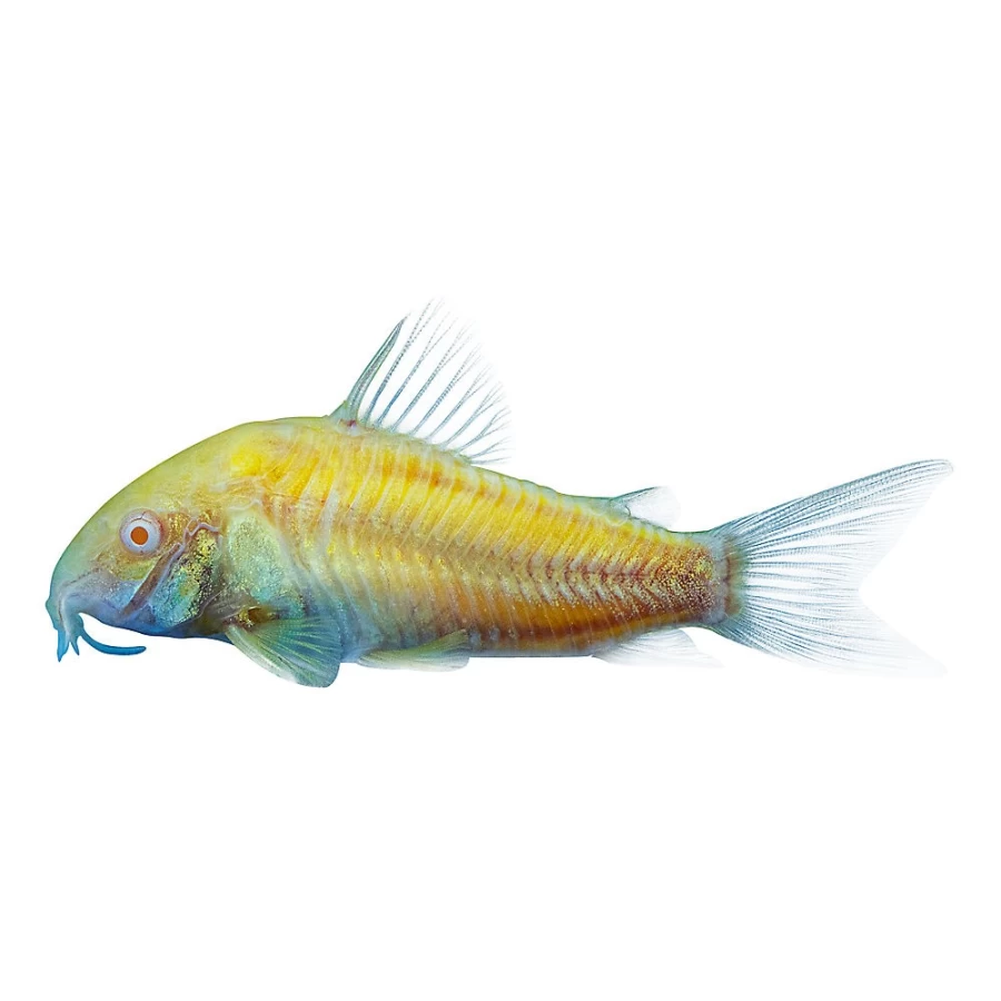 PetSmart GloFish Sunburst Cory Catfish - Fluorescent Tropical Freshwater Fish for Aquariums