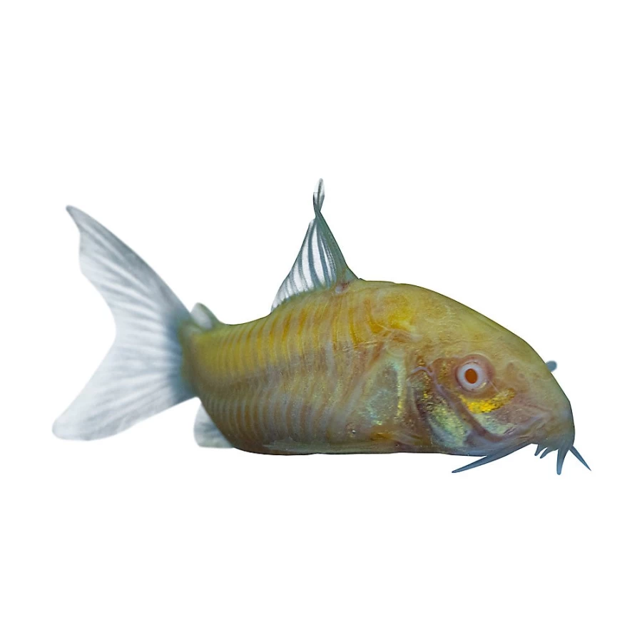 PetSmart GloFish Sunburst Cory Catfish - Fluorescent Tropical Freshwater Fish for Aquariums