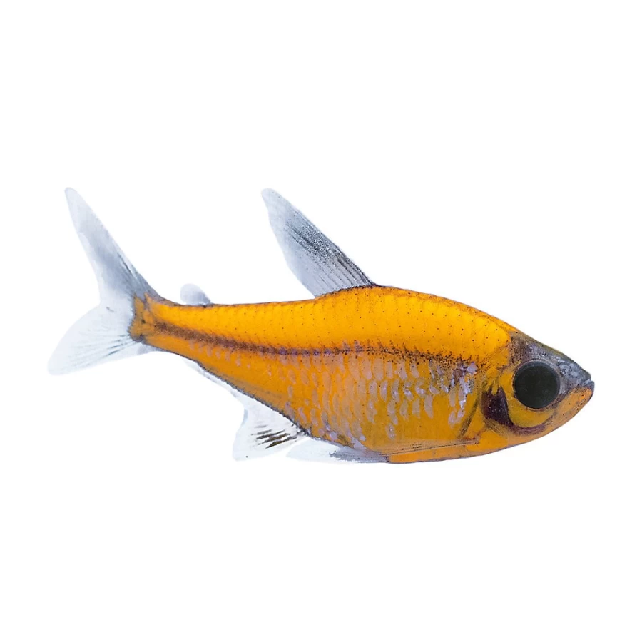 GloFish Orange Pristella Tetra Tropical Fish for Aquarium - PetSmart