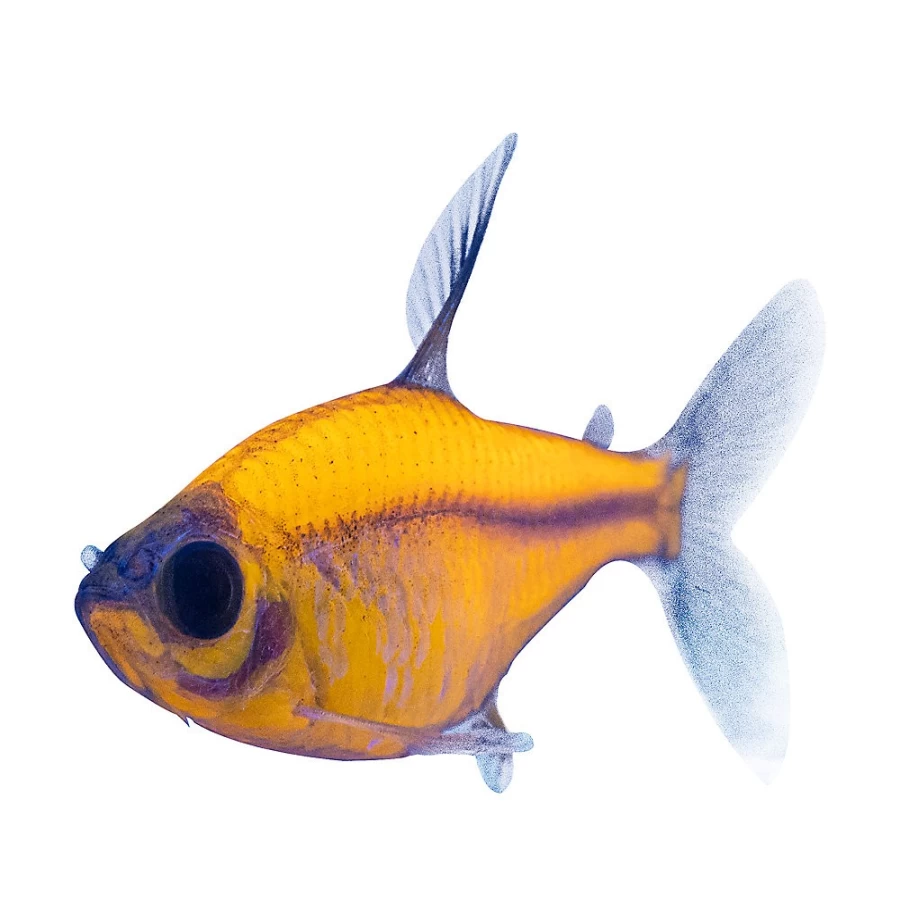 GloFish Orange Pristella Tetra Tropical Fish for Aquarium - PetSmart