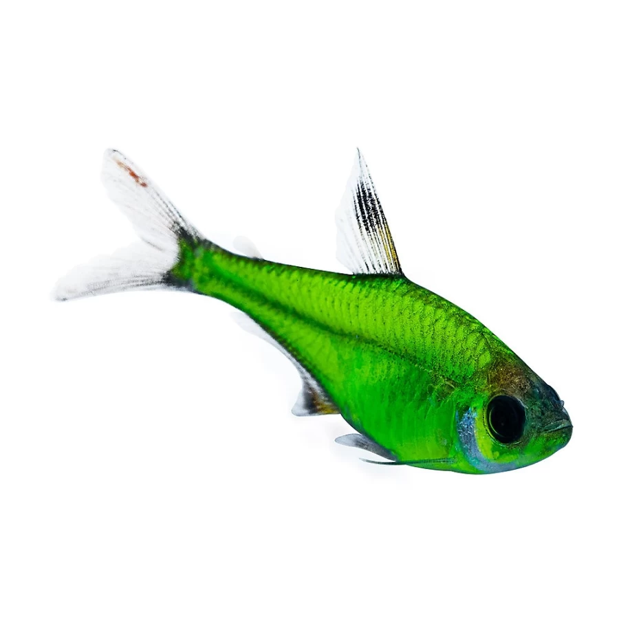 GloFish Green Pristella Tetra - Live Tropical Fish for Aquariums | PetSmart