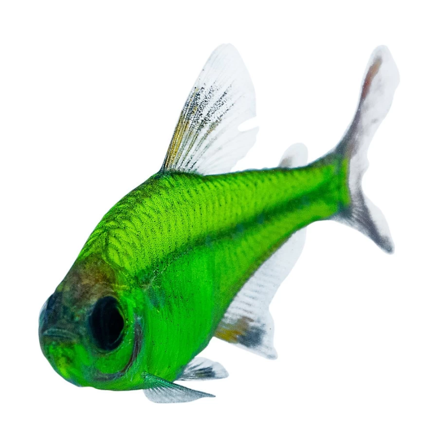 GloFish Green Pristella Tetra - Live Tropical Fish for Aquariums | PetSmart